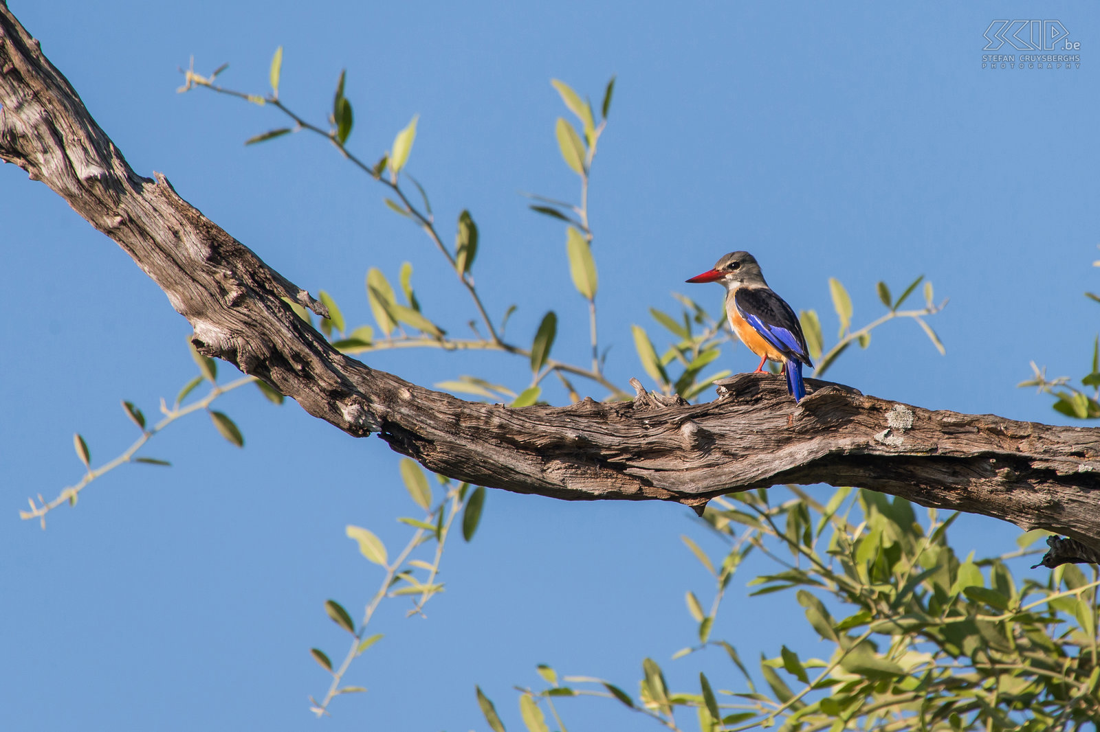South Luangwa - Grey-headed kingfisher The grey-headed kingfisher (Halcyon leucocephala) can be found in areas with scrub and woodland. They are often found near water but unlike most kingfishers they do not fish. They mainly feed insects and even small lizards. Stefan Cruysberghs